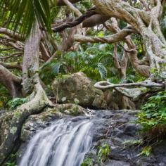 Gallery - Arajilla Retreat on Lord Howe Island