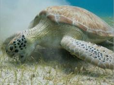 President in Cabrera for release of rescued turtles