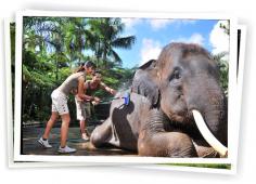 bathe with the elephant
