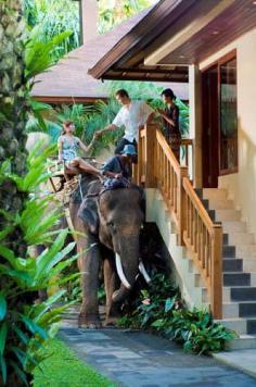 elephant safari_lodge