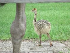 Giraffe Ranch Farm Tours – Photo Gallery