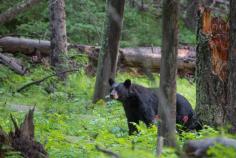 Safety Tips for RV Boondocking in Bear Country