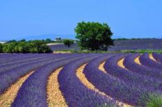 Lavender Fiels in the Provence