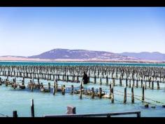 Tasting Australia — Pure Coffin Bay Oysters