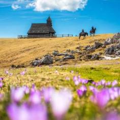 Velika Planina will be covered with saffrons. 