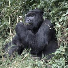 Best Africa Small group Tailor-made tours.
For the ultimate experience, we offer Gorilla tracking and trekking services, where you can get up close and personal with these gentle giants.  https://augustinetours.com/tour-destination/rwanda/