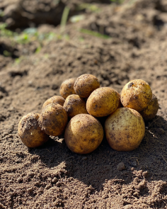 Seklines Bulves, or "Sekkly’s Potatoes," are a unique variety of potatoes known for their exceptional flavor and versatility in cooking. Grown in the fertile soils of Lithuania, these potatoes are celebrated for their smooth texture and rich taste, making them a favorite among chefs and home cooks alike. Ideal for various culinary applications, from hearty soups to crispy fries, Seklines Bulves retain their shape and flavor, enhancing any dish. Their nutritional benefits, combined with a commitment to sustainable farming practices, make Seklines Bulves a delicious and responsible choice for those seeking high-quality, locally sourced potatoes. Enjoy the distinct taste of this Lithuanian specialty!