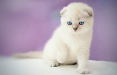 In search of a devoted friend? Visit Interpetsnyc.com to view our beautifully patterned British Shorthair kittens available for purchase in New Jersey. Locate the ideal match for you right now!

https://interpetsnyc.com/product-category/british-shorthair-longhair/