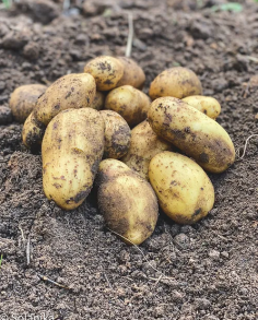 Seklas Kartupeli, or seed potatoes, are essential for successful potato cultivation, offering growers the opportunity to plant high-quality varieties. One notable option is the Melody variety, known for its excellent taste, smooth skin, and high yield potential. Ideal for both home gardeners and commercial producers, Melody potatoes thrive in various conditions, making them a versatile choice. With a focus on quality and performance, selecting the right seed potatoes is crucial for achieving a bountiful harvest. For further details, growers can explore available options.