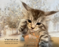 Venezia: The Sweet and Cuddly Black Silver Maine Coon Kitten

Say hello to Venezia, our Black Silver Maine Coon kitten! She’s the ultimate cuddle buddy, bringing sweetness and endless cuteness to every moment. 

See more of her at https://bellspurr.com