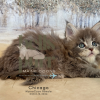 Chicago: The Adventurous Blue Tabby Maine Coon Kitten

Meet Chicago, our charming Blue Tabby Maine Coon kitten! With her striking coat, curious eyes, she's the perfect mix of fluff and personality. 

See more of her at https://bellspurr.com! 