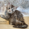 Venezia: The Sweet and Cuddly Black Silver Maine Coon Kitten

Say hello to Venezia, our Black Silver Maine Coon kitten! She’s the ultimate cuddle buddy, bringing sweetness and endless cuteness to every moment. 

See more of her at https://bellspurr.com