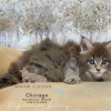 Chicago: The Adventurous Blue Tabby Maine Coon Kitten

Meet Chicago, our charming Blue Tabby Maine Coon kitten! With her striking coat, curious eyes, she's the perfect mix of fluff and personality. 

See more of her at https://bellspurr.com! 