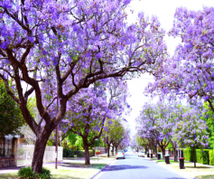 At Themis Family Lawyers, we stand out as one of the Best Family Lawyers in Adelaide, led by the accomplished Zahra Negahban Zaferanlou. Zahra is a lawyer with almost exclusive dedication to Family Law, bringing years of expertise to the table. Named after Themis, the Titan goddess of law and justice, we embody the values of balance, order, and fairness, symbolised by the Scales of Justice.