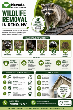 Nevada Wildlife Removal provides wildlife removal in Reno, NV, to help homeowners and businesses safely handle nuisance animals around their property. Their humane removal solutions are designed to protect yards, attics, crawl spaces, roofs, and outdoor areas from wildlife damage while helping prevent future intrusions. Call (775) 667-3797.