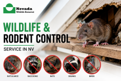 Nevada Wildlife Removal provides professional rodent removal service in Reno, NV, for homes, rental properties, offices, and commercial buildings. Their team helps locate rodent activity, remove unwanted animals, identify entry points, and recommend exclusion steps to reduce future infestations and property damage. Call (775) 667-3797 to schedule service.