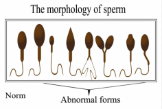 Seminal fluid plays an important role in transporting and supporting sperm during ejaculation. Its volume can vary naturally, and healthy daily habits may support overall male reproductive wellness.First, focus on a balanced, nutrient-rich diet. Foods containing antioxidants, vitamins, minerals, healthy fats, and adequate protein can support normal reproductive function. Staying properly hydrated is also a simple part of maintaining healthy body functions.Second, build fertility-friendly lifestyle habits. Regular physical activity, consistent sleep, stress management, and avoiding excessive heat exposure may support reproductive health. Limiting smoking and excessive alcohol consumption can also contribute to healthier habits.