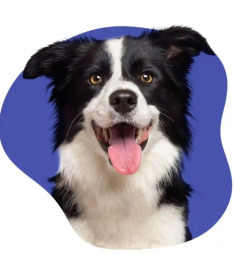 Renters with pets often need additional protection to satisfy lease requirements and reduce financial risks. Pet Liability Insurance for Renters helps cover eligible claims if a pet causes accidental injury or property damage. This type of coverage can help with legal expenses, medical costs, and repairs, offering peace of mind for tenants. Having insurance demonstrates responsible pet ownership while making it easier to live comfortably with your companion. Choosing the right policy protects your finances and helps you prepare for unexpected situations that may occur during your tenancy.