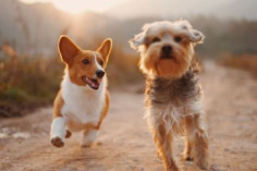 Dogs bring companionship and happiness, but responsible ownership also means preparing for unforeseen incidents. Pet Liability Insurance for Dogs can provide eligible owners with financial protection when a covered canine accidentally causes injury to another person or damages property. Depending on the policy, coverage may help address qualifying medical expenses, legal defense costs, and third-party liability claims. This protection can be valuable when traditional homeowners or renters policies have exclusions or limitations related to dogs. Coverage availability may depend on factors such as location, eligibility, policy limits, and individual circumstances. Reviewing these details carefully helps owners understand their options and select protection appropriate for their household and pet.
